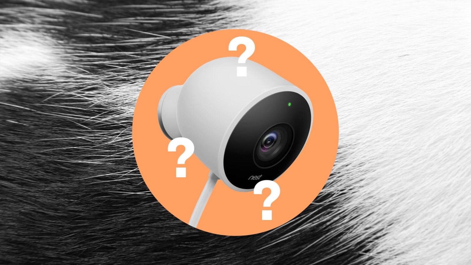 Google Pet Memory Struggles to Tell Cats Apart in Testing