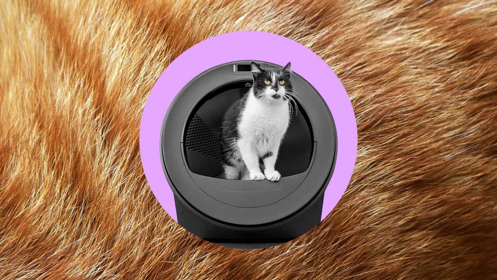 Litter-Robot 5 Pro Review: AI Cat Tracking Falls Short