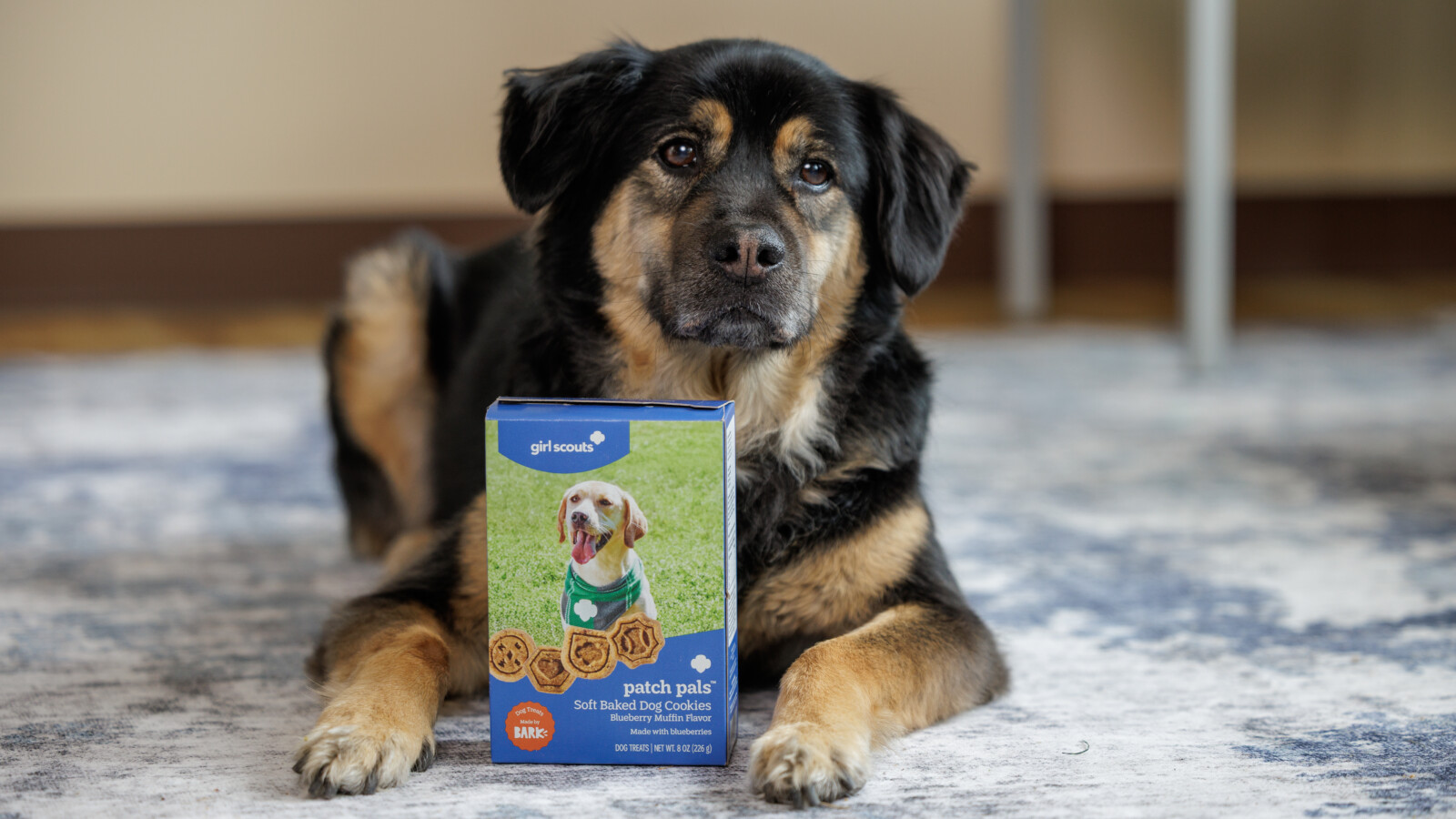 Girl Scouts Launch Dog Treats and Allergy-Safe Cookies - Girl Scout cookies