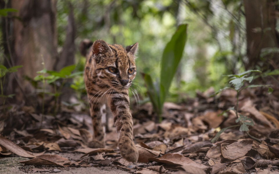 Leopardus tilcayo: New Wild Cat Species Discovered