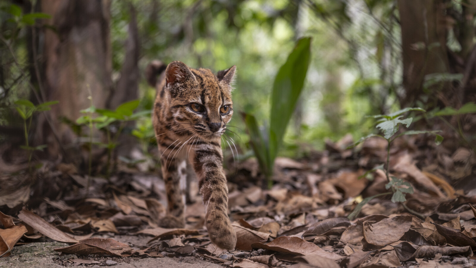 Leopardus tilcayo: New Wild Cat Species Discovered