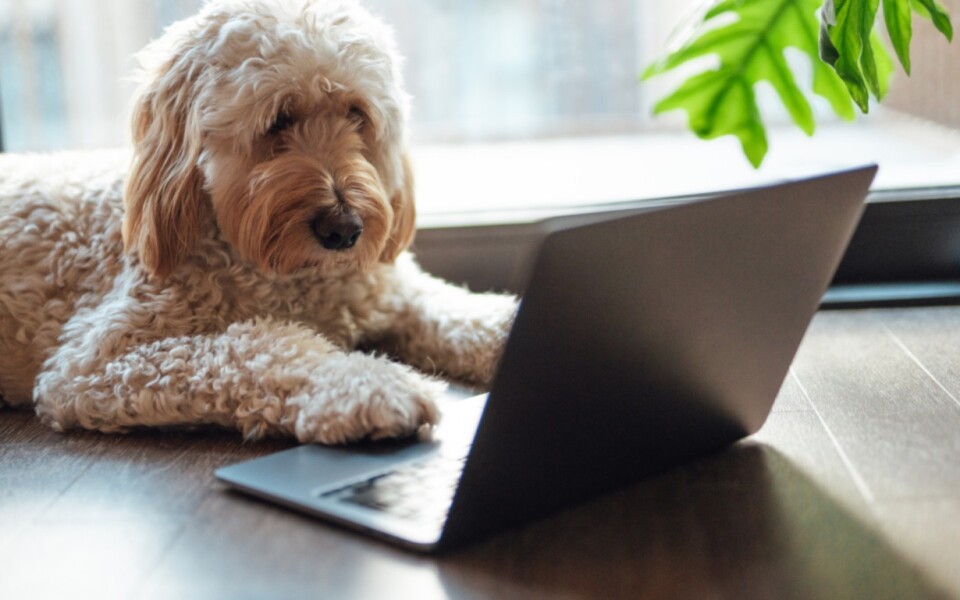 NYT Connections Puzzle Sparks Debate Over ‘Dog’ Words