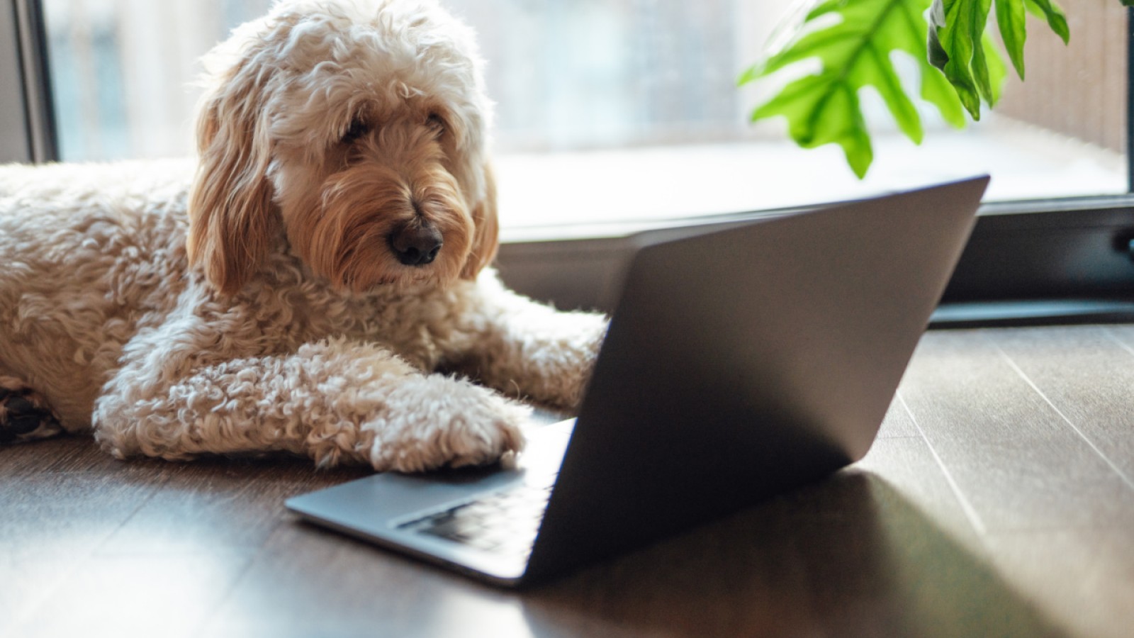 NYT Connections Puzzle Sparks Debate Over 'Dog' Words